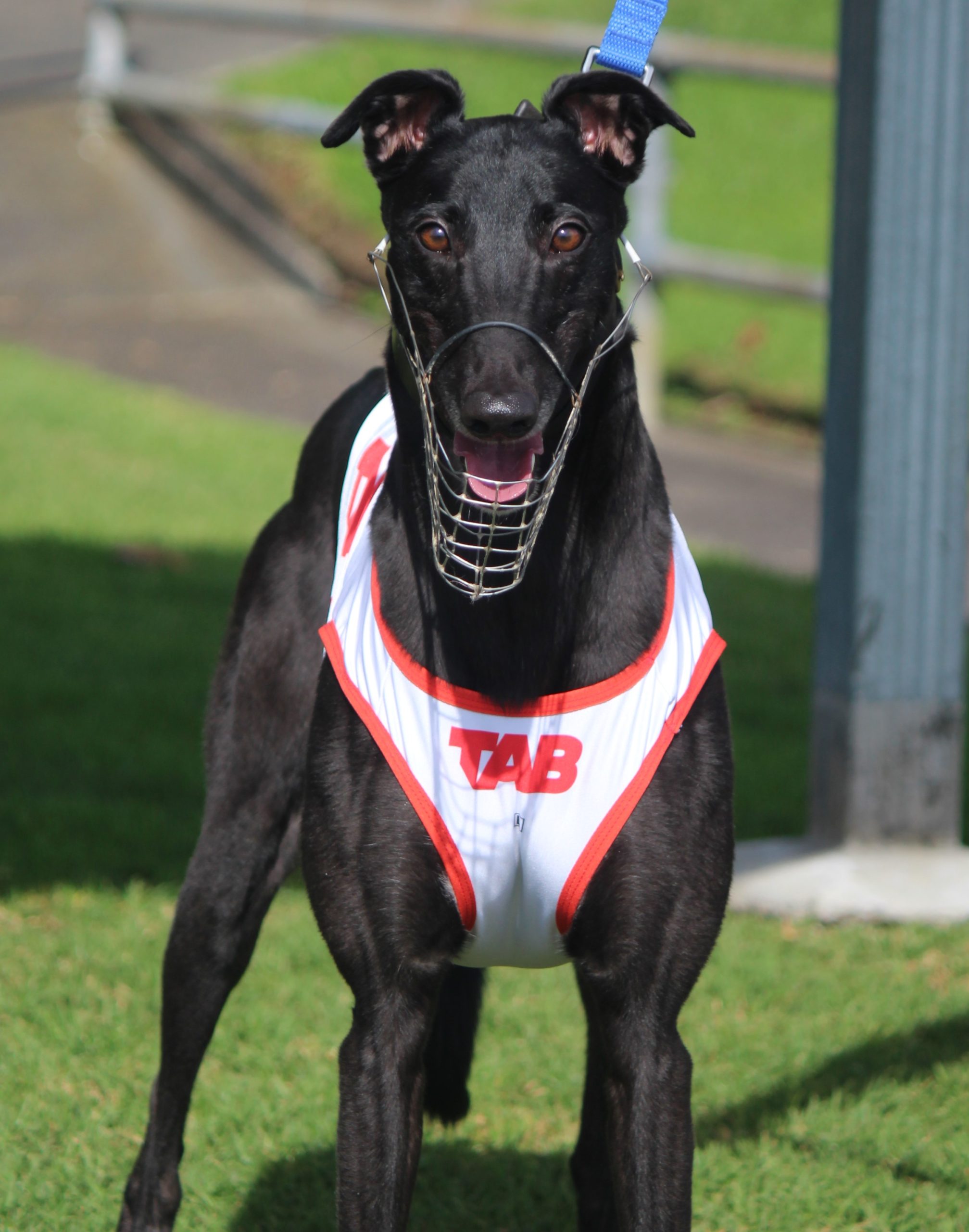 TAB Dog launches AGRC August 4th 2024 (photo credit Rhiann Farrell)