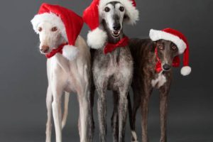 Three greyhound with christmas hat