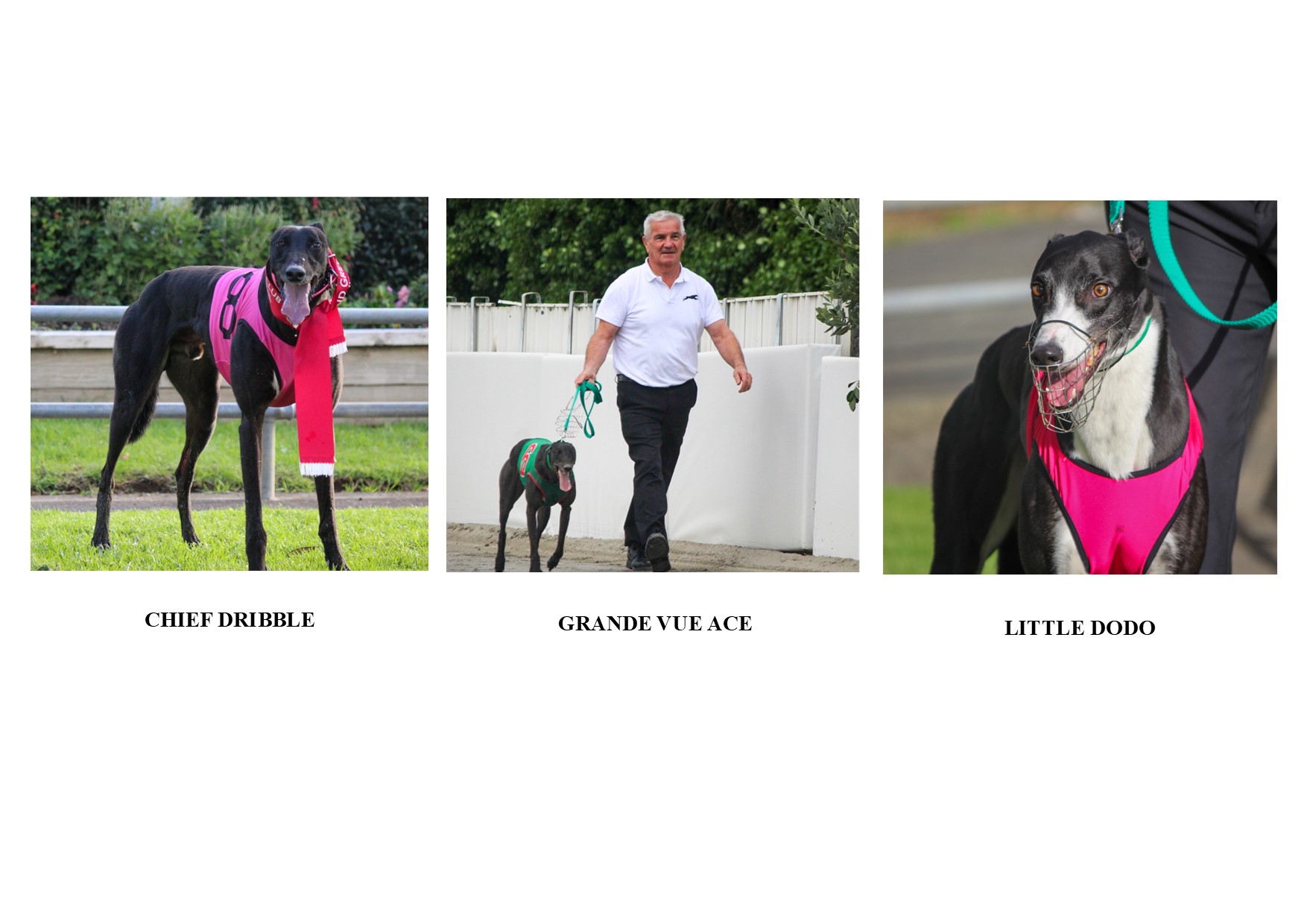 AGRC Silver Collar