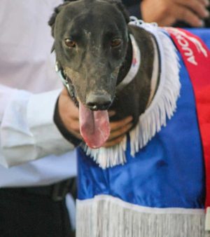 Corban collar Corban collar