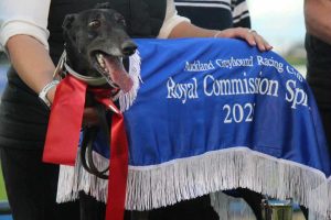 MIdnight Brockie MIdnight Brockie