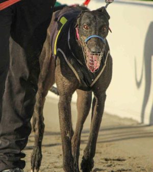 Opawa Corban Opawa Corban