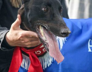 Quintessential solo Quintessential solo