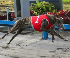 Xisco Bale Action Xisco Bale Action